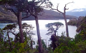 Sin imagen: Parque Nacional Alerce Costero