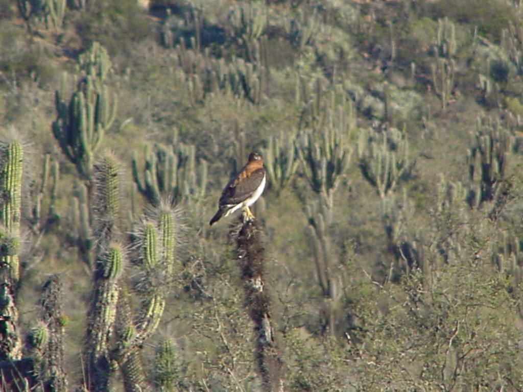 Sin imagen: Parque Nacional Bosque Fray Jorge