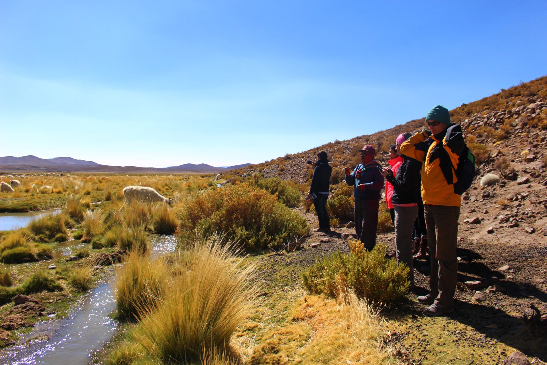 Sin imagen: Parque Nacional Volcán Isluga