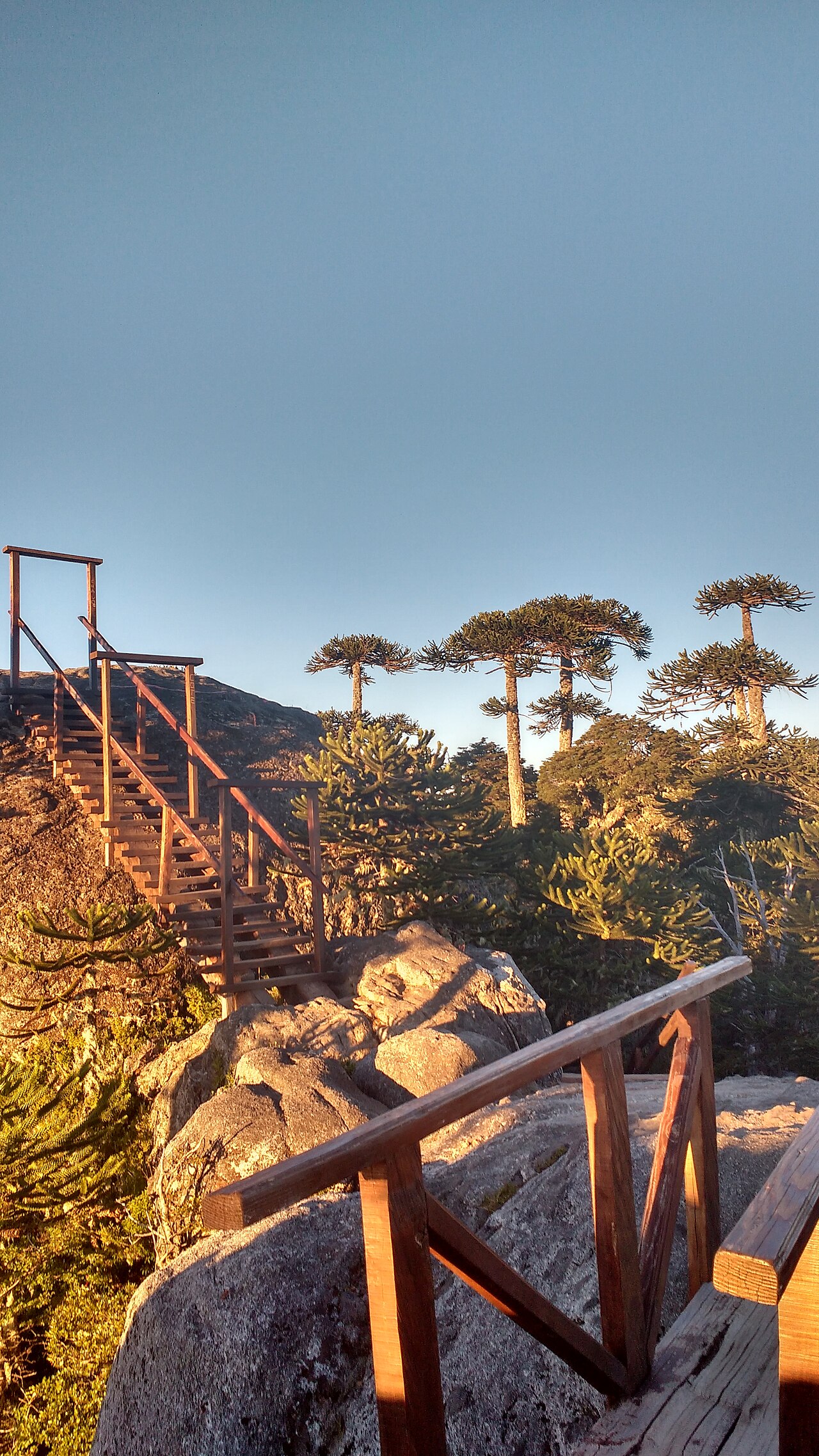 Sin imagen: Parque Nacional Nahuelbuta